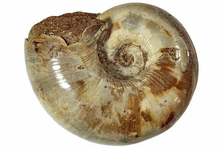 Thick, Jurassic Ammonite Fossil - Sakaraha, Madagascar #230208